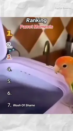 bird