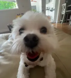 my happy dog