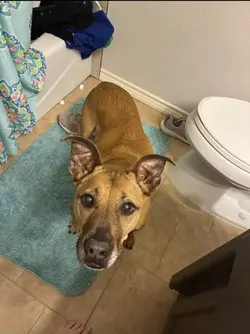 Dog 