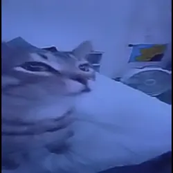Cat edit 