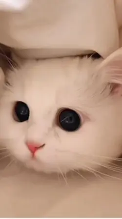 Cat zoomies