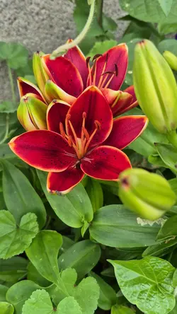 flowers in bloom 