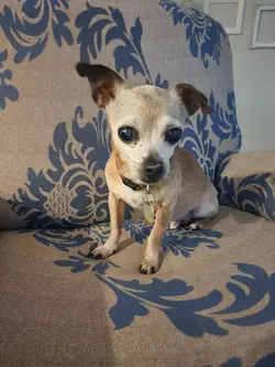 my dog died