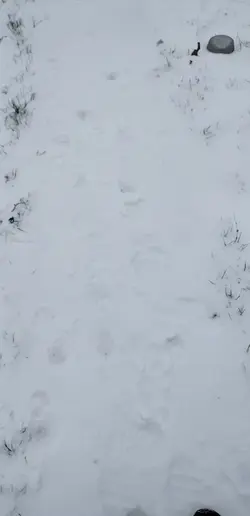 Snowy day