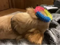 My baby dog