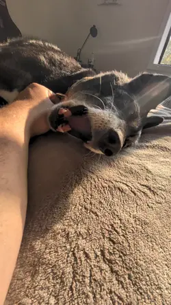 dog