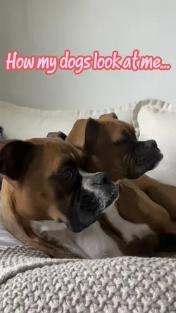 Dog looks @ me