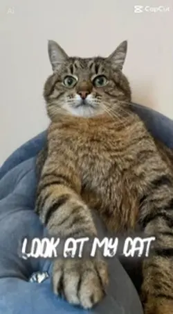 My cat