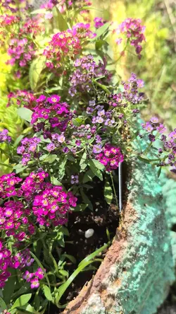 Flowers in bloom