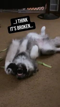 Puppy Playtim