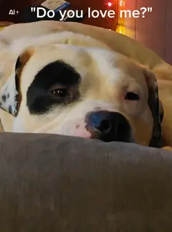 Talking Lover Dog
