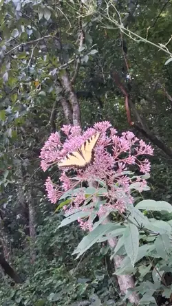 Like a butterfly..