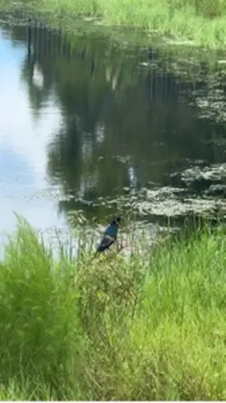 Bird Kung Fu?