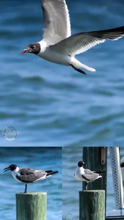 3 clip collage