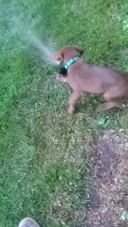 I love dogs