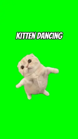 Kitten dancing