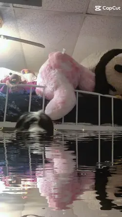 bow in the water