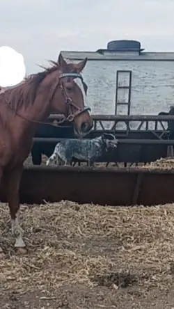 pat the horse anyway