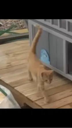 Cat = viral me happy