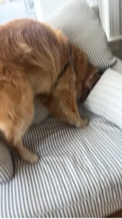Thegoldenmarshmallow