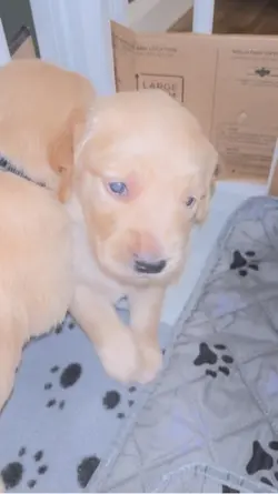Omg babby dog