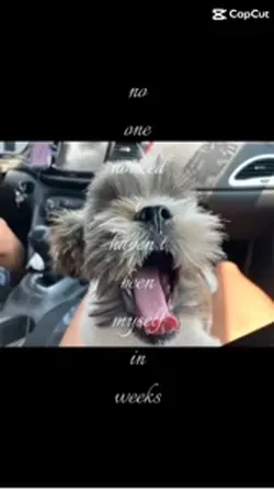 Rawr ig.