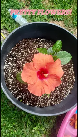 Pretty flowers!!