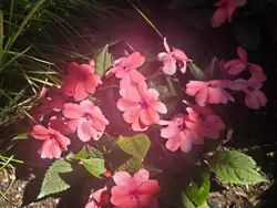 flowers