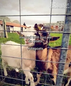 We da goats!!!!
