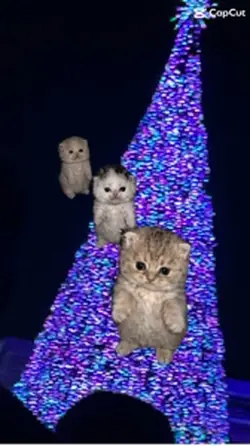 CATS