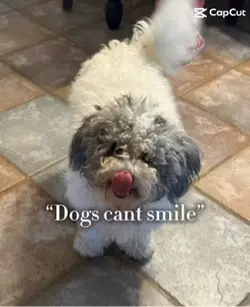 Puppy