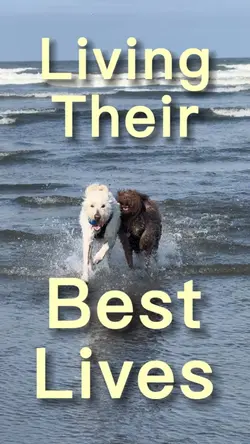Beach Dogs