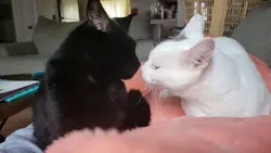 The love for our cat