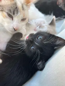 Kittens