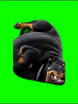 Spinning dog gs