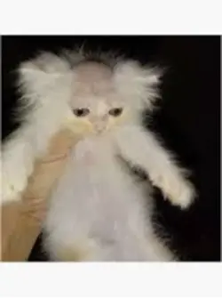 CAT EDIT BALD