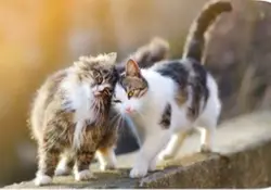 Cats