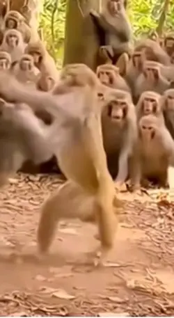 Monkey fight