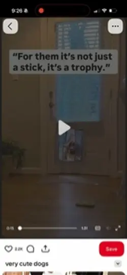 Funny Dogs