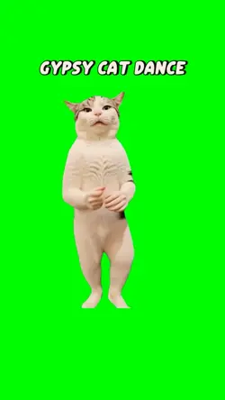 Gypsy cat dance 