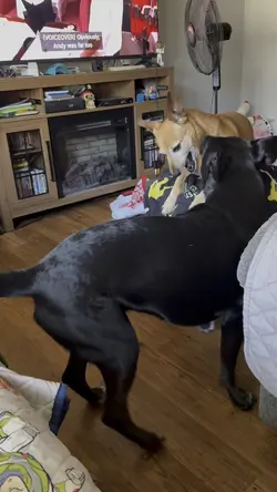 Zoom template
