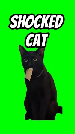 Shocked cat 