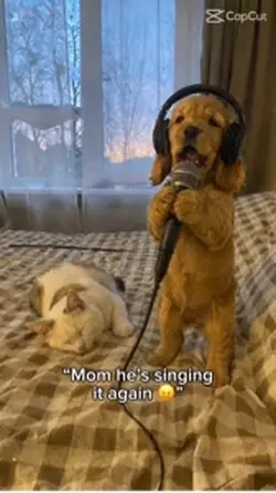 Funny dog singing!