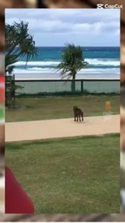 Dancing animals