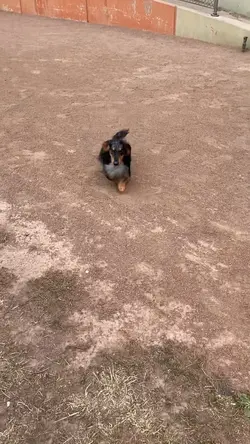 his only trick 😭😭