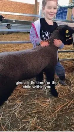 Sheep showman