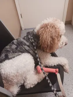 Dog Mishka at Vet 