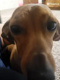 #puppy