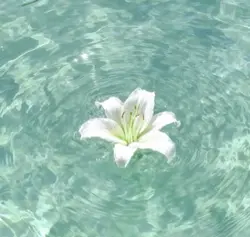 Summer wallpaper