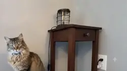 Cat talking
